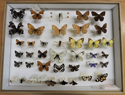 レンジャー入門「標本は未来への贈り物、昆虫標本を作って標本を作る意味を学ぼう！」(北杜市)